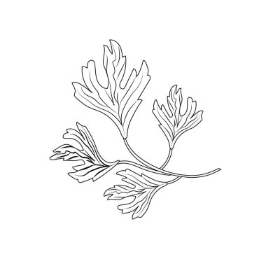 gıda vektör illüstrasyon doğal çeşni için çizgi kişniş bitki