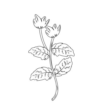 satır güzellik bitki bitki organik maddeler vektör çizim ile