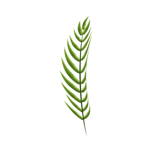 Τροπικό Κλαδί Αφήνει Φυτό Απεικόνιση Φορέα Σχεδιασμό — Διανυσματικό Αρχείο