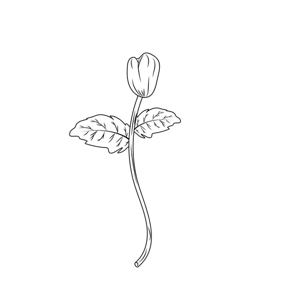Line Beauty Herb Plant Organic Ingredients Vector Illustration — Διανυσματικό Αρχείο