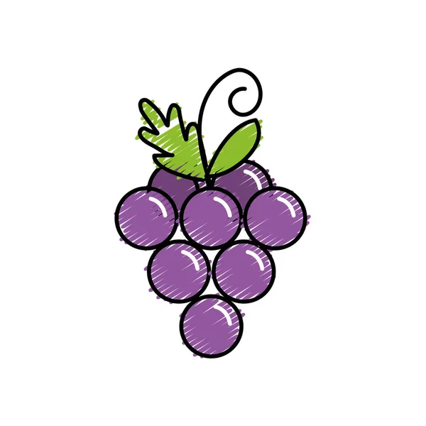 Deliziosa Sana Illustrazione Vettore Frutta Dell Uva — Vettoriale Stock