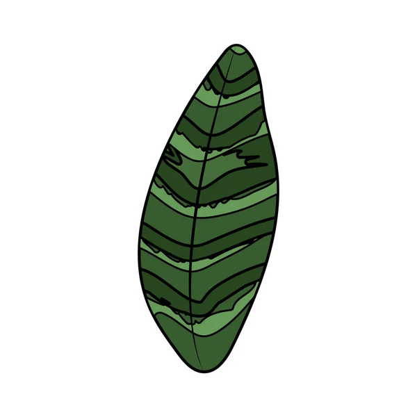 Beautiful Leaf Exotic Plants Forest Vector Illustration — 스톡 벡터