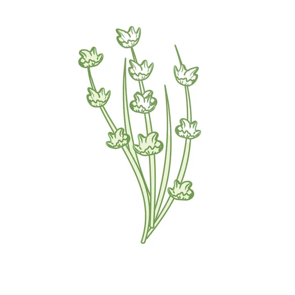 Σιλουέτα Φυτό Συστατικό Στο Καρύκευμα Εικονογράφηση Διάνυσμα Τροφίμων — Διανυσματικό Αρχείο