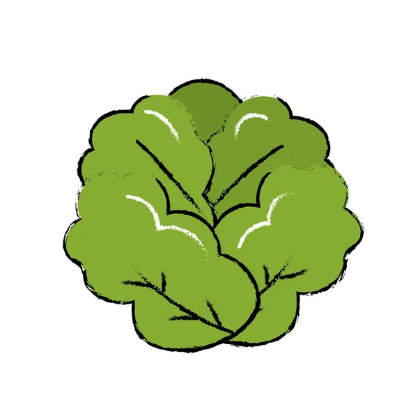 おいしいと健康レタス野菜ベクトル イラスト — ストックベクタ