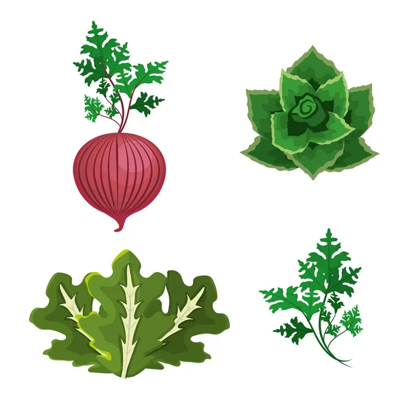 Nastavit Lahodné Čerstvé Zdravé Zeleniny Vektorové Ilustrace — Stockový vektor
