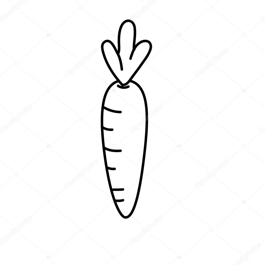 line healthy carrot to vegan food and organic vector illustration