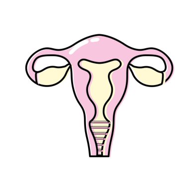 insan anatomisi vektör çizim rahim ile fallop tüpleri