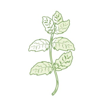 gıda vektör illüstrasyon çeşni siluet nane bitki madde