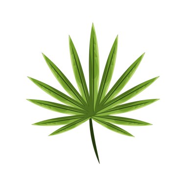 vektör çizim botanik ormandaki yaprakları ile tropikal bitki