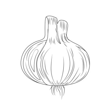 satır taze sarımsak doğal bitkisel beslenme vektör çizim