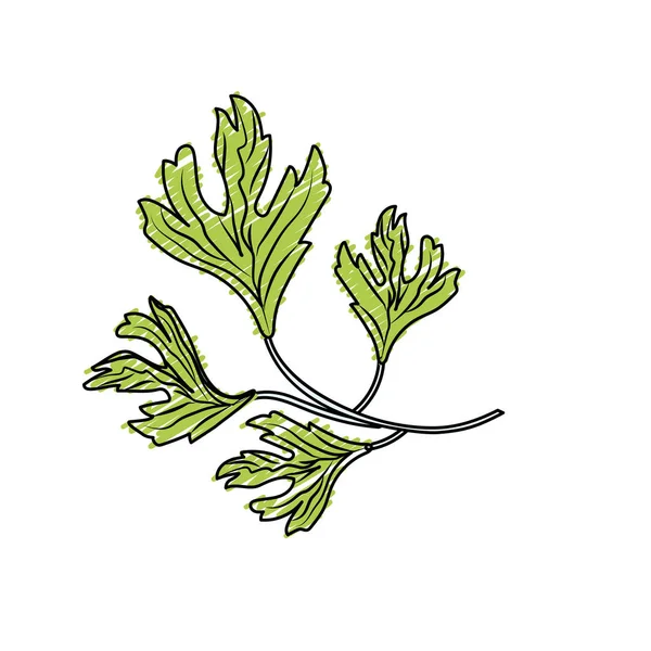 Hierba Cilantro Condimento Natural Ilustración Vector Alimentos — Archivo Imágenes Vectoriales