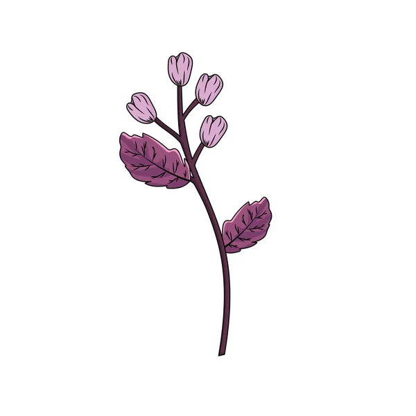Schönheit Kräuterpflanze Mit Organischen Zutaten Vektor Illustration — Stockvektor