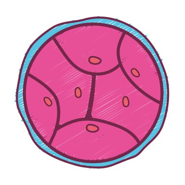 Biyoloji Genetik embriyo hücreleri bölme vektör çizim