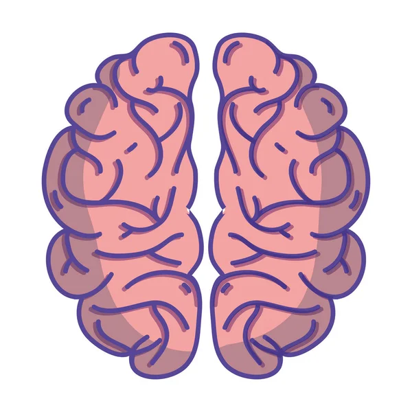Mänskliga Hjärnans Anatomi Till Kreativa Och Intellekt Vektor Illustration — Stock vektor