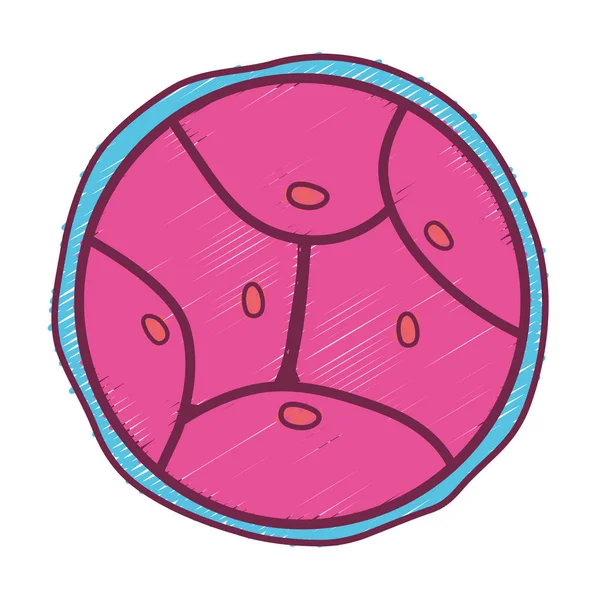 Biologia Genética Embrião Células Divisão Vetor Ilustração — Vetor de Stock