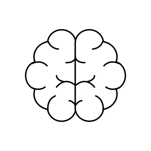 Line Brain Human Anatomy Organ Inteligence Vector Illustration — Stock Vector