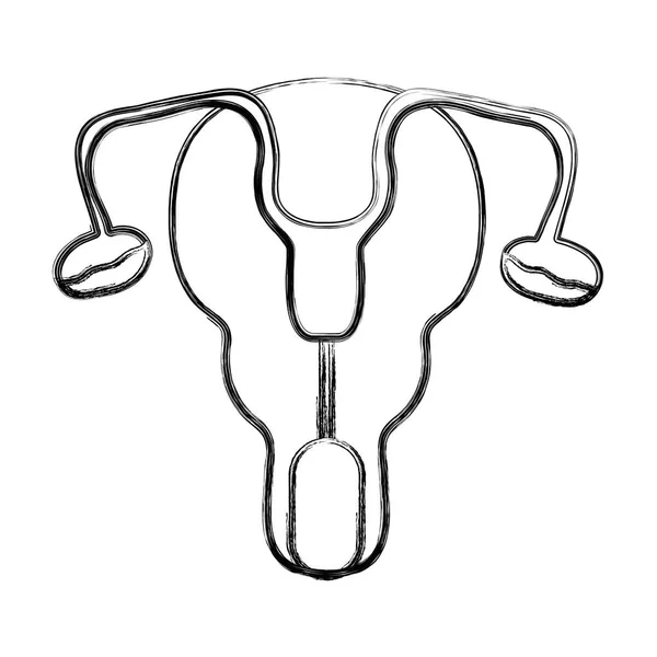 Figura Tubos Falópio Útero Mulheres Órgãos Vetor Ilustração —  Vetores de Stock