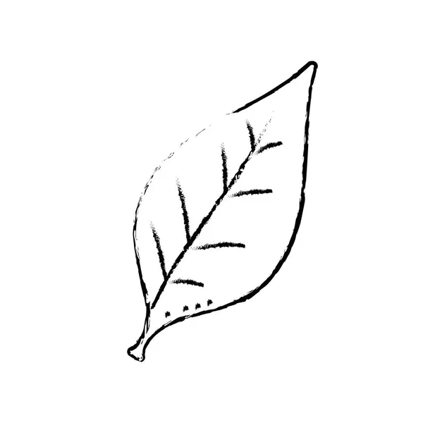 Figure Natural Tropical Leaf Exotic Decoration Vector Illustration — Stock Vector
