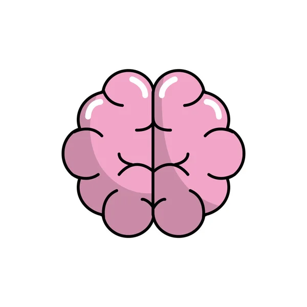 Gehirn Menschliche Anatomie Organ Der Intelligenz Vektor Illustration — Stockvektor