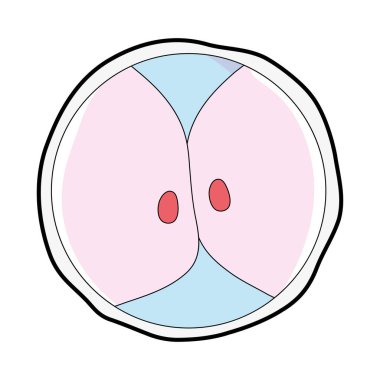 Biyoloji Genetik embriyo hücreleri bölme vektör çizim