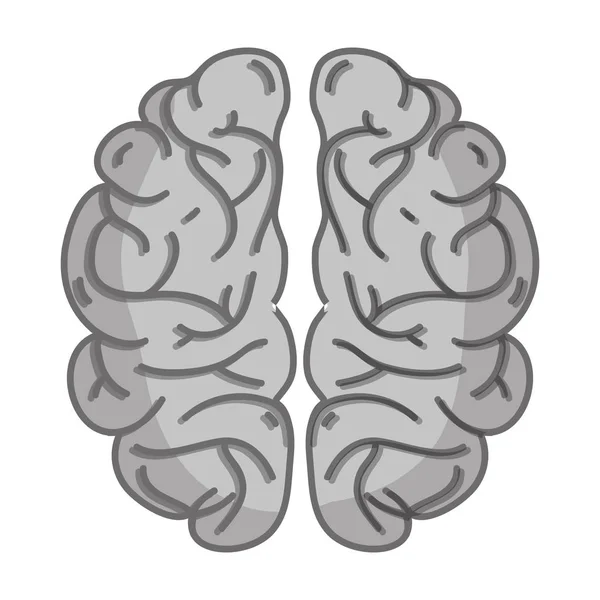 創造するグレースケール人間の脳の解剖学と知性のベクトル イラスト — ストックベクタ