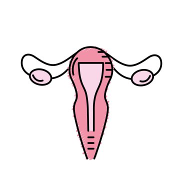 rahim fallop tüpleri anatomi kadın vektör çizim