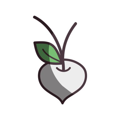 beyaz pancar organik sağlıklı sebze, vektör çizim