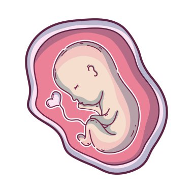 Bebek rahim vektör çizim içinde göbek kordonu ile