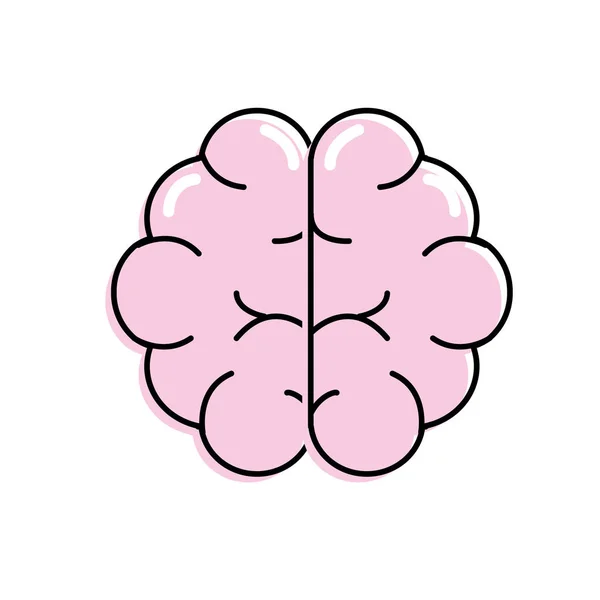 Beyin Insan Anatomisi Organ Zekası Vektör Çizim — Stok Vektör