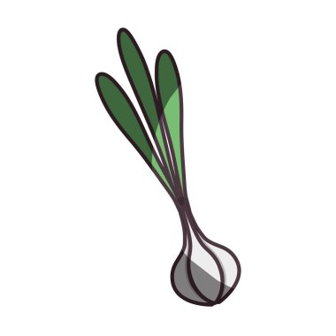 soğan organik sağlıklı sebze beslenme, vektör çizim