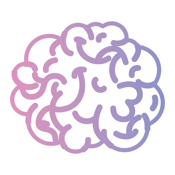 Línea Anatomía Del Cerebro Humano Ilustración Vectorial Creativa Intelecto — Vector de stock
