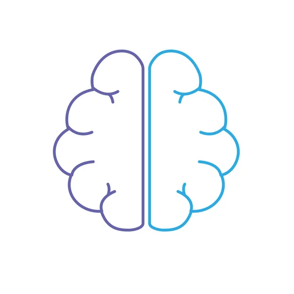 Línea Anatomía Cerebro Imaginación Memoria Inspiración Vector Ilustración — Vector de stock