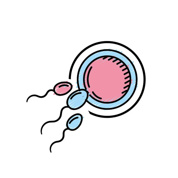 Fertilitet Reproduktion Äggcell Och Spermie Vektorillustration — Stock vektor