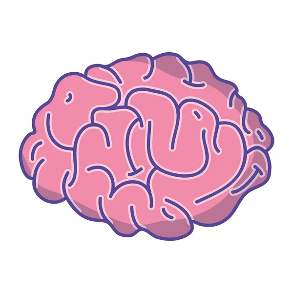 Анатомія Людського Мозку Творчого Інтелекту Векторні Ілюстрації — стоковий вектор