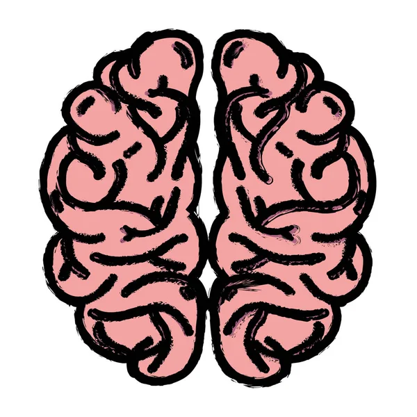 Ilustracja Wektorowa Anatomii Ludzkiego Mózgu Kreatywnych Intelekt — Wektor stockowy