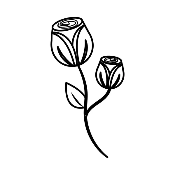 Figuur Schoonheid Rozen Met Bloemblaadjes Plant Vector Illustratie Ontwerp — Stockvector