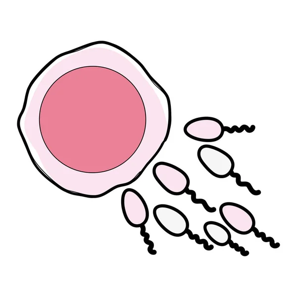 卵子和精子受精过程向量例证 — 图库矢量图片
