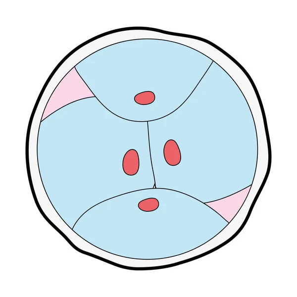 Векторная Иллюстрация Деления Клеток Биологических Эмбрионов — стоковый вектор