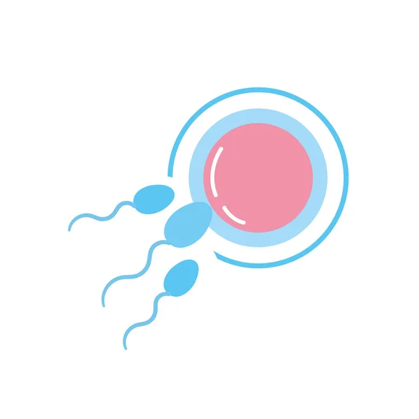 Reproduction Fertilité Des Ovules Des Spermatozoïdes Illustration Vectorielle — Image vectorielle