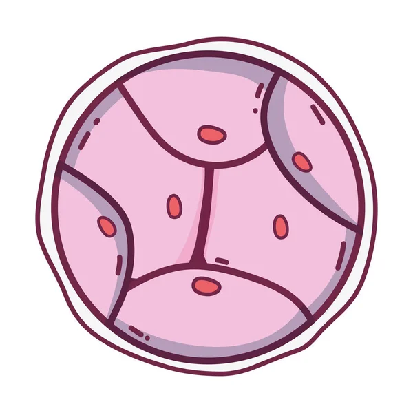 Biologia Genética Embrião Células Divisão Vetor Ilustração —  Vetores de Stock