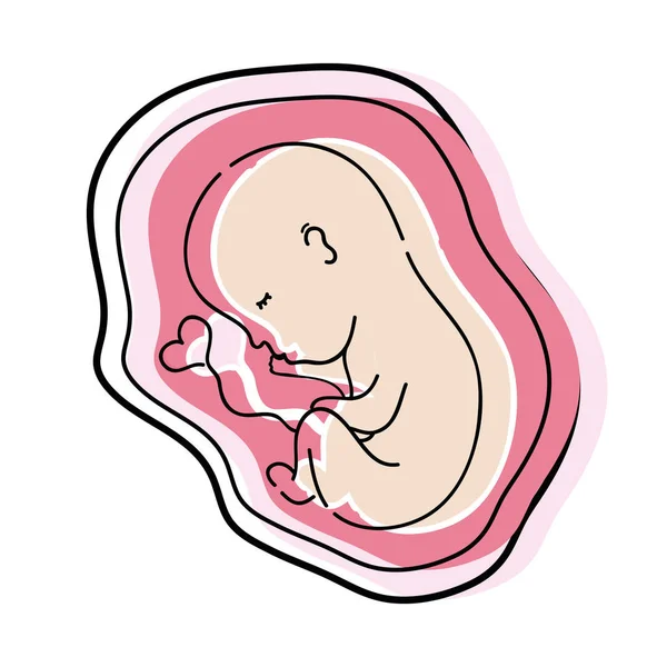 Baby Met Navelstreng Binnen Baarmoeder Vectorillustratie — Stockvector