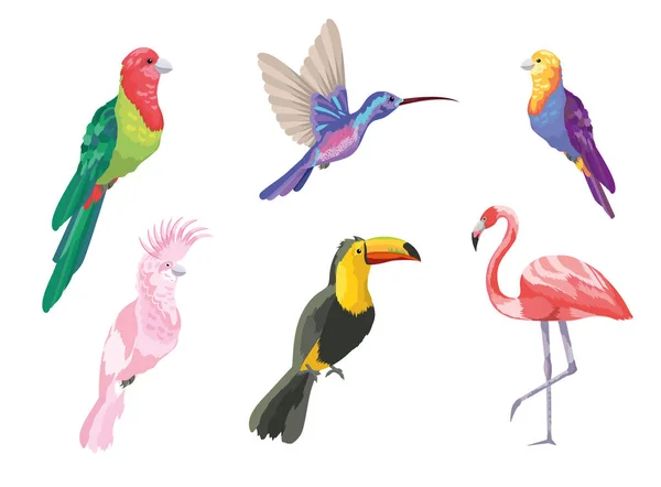 Conjunto Aves Tropicales Exótica Naturaleza Vector Ilustración — Archivo Imágenes Vectoriales