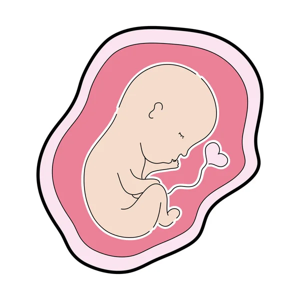 Baby Med Navelsträngen Inuti Livmodern Vektorillustration — Stock vektor