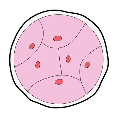 Biyoloji Genetik embriyo hücreleri bölme vektör çizim