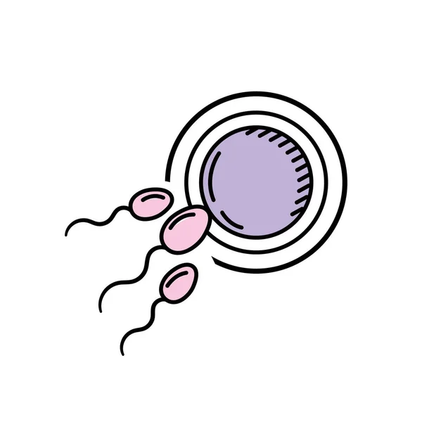 卵子和精子的繁殖量向量例证 — 图库矢量图片