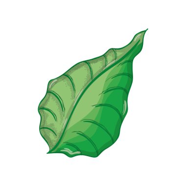 doğal bitki bitki botanik, vektör çizim yaprak