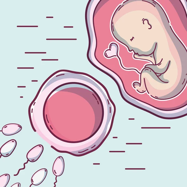 Bebé Dentro Del Útero Ovario Con Ilustración Del Vector Del — Archivo Imágenes Vectoriales