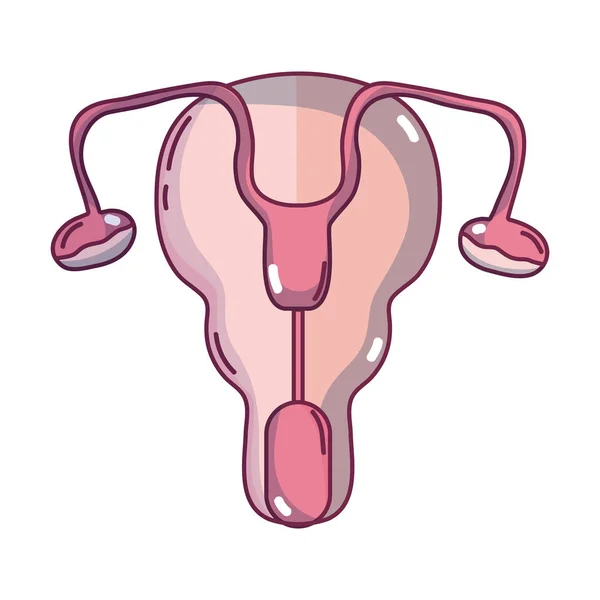 Vejcovodů Dělohy Ženy Orgánů Vektorové Ilustrace — Stockový vektor