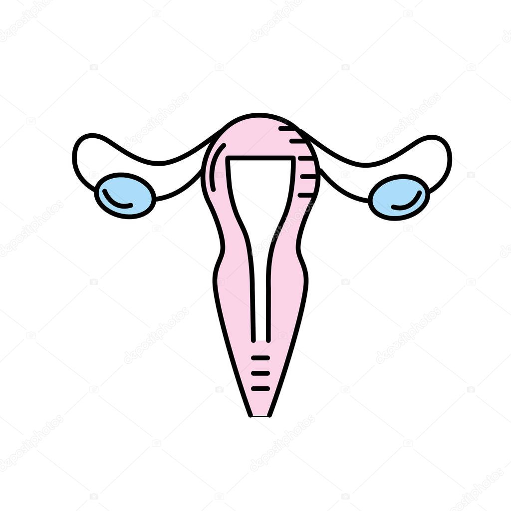 uterus fallopian tubes anatomy female vector illustration