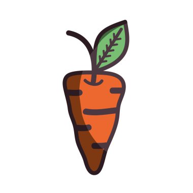 turuncu havuç organik sağlıklı sebze, vektör çizim